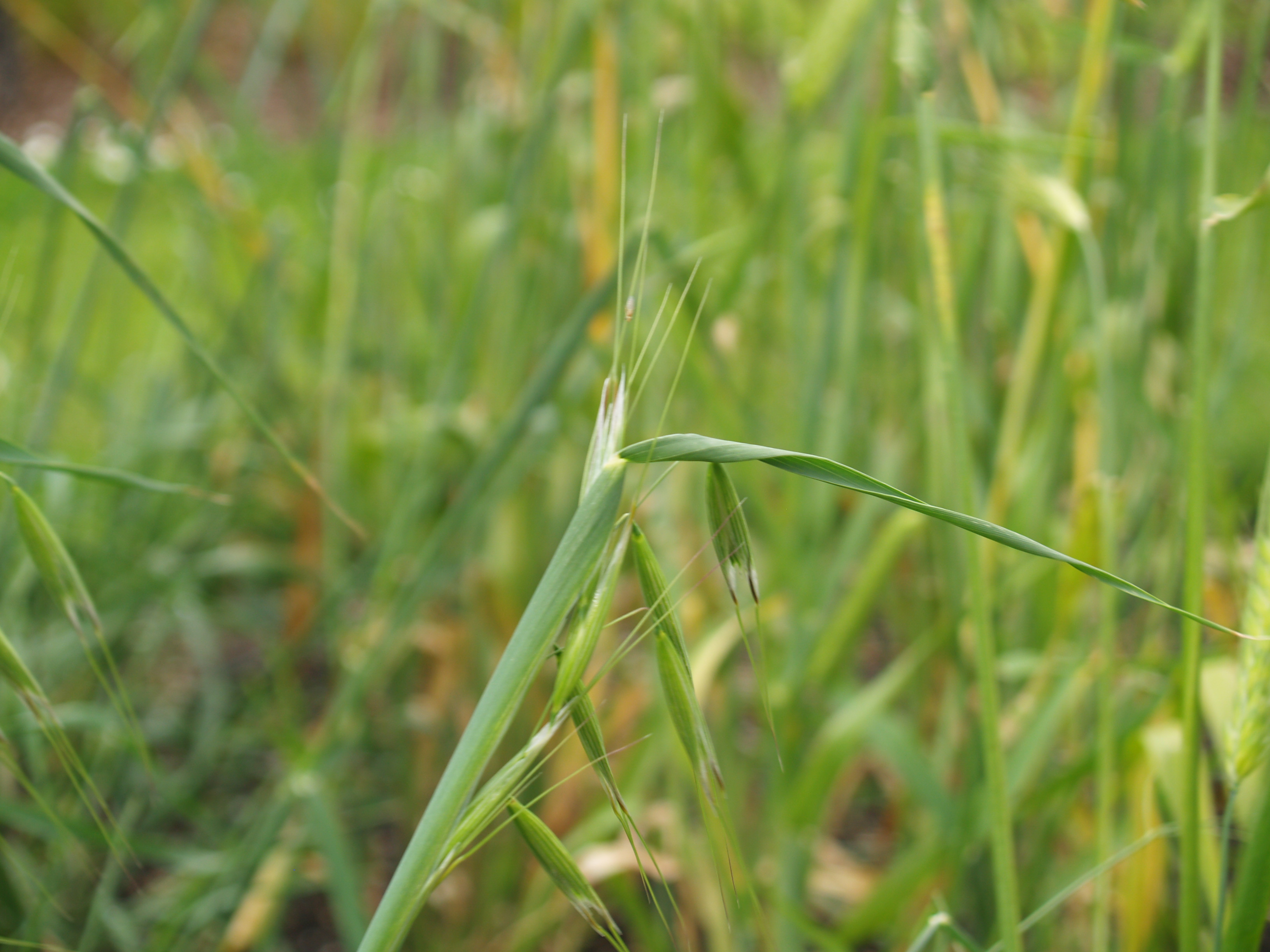 Cereal Crops Agronomy